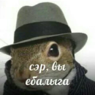 🐿-НслчйВжнхПргврв @gnilyebaby, Telegram Sticker