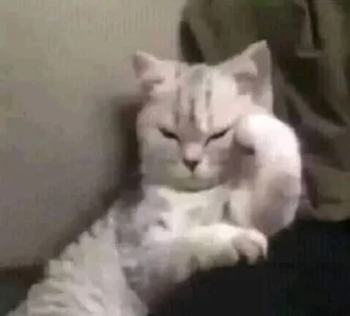 😾-🧩 хуета муна by @fStikBot, Telegram Sticker