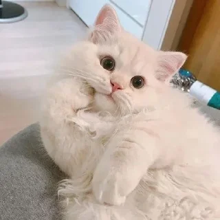 😼-🧩 хуета муна by @fStikBot, Telegram Sticker
