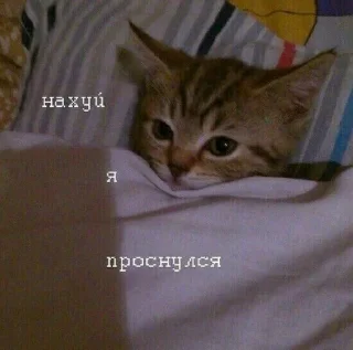 😐-🧩 хуета муна by @fStikBot, Telegram Sticker