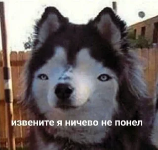 🙂-🧩 хуета муна by @fStikBot, Telegram Sticker