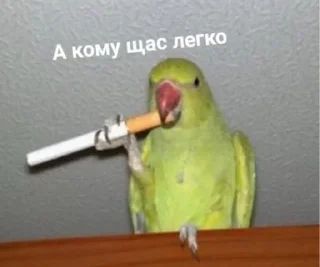 🤷‍♀️-🧩 хуета муна by @fStikBot, Telegram Sticker
