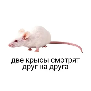 😍-🧩 хуета муна by @fStikBot, Telegram Sticker