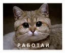 😾-NECjAR, Telegram Sticker