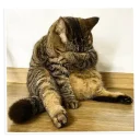 😥-NECjAR, Telegram Sticker