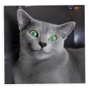 😺-NECjAR, Telegram Sticker