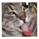 🐱-NECjAR, Telegram Sticker