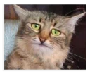 😿-NECjAR, Telegram Sticker