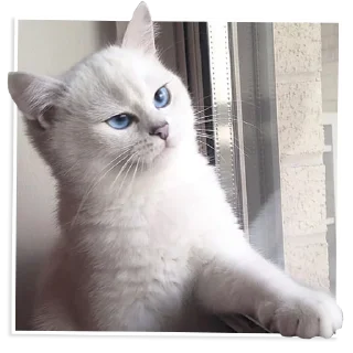 😾-NECjAR, Telegram Sticker