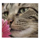 🌷-NECjAR, Telegram Sticker