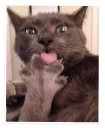 😛-NECjAR, Telegram Sticker