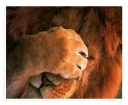 🦁-NECjAR, Telegram Sticker