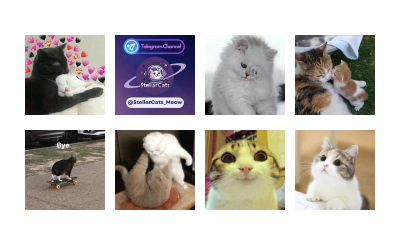 Meow (==) (@StellarCats_Meow)