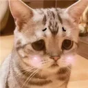 😞-Meow (==) (@StellarCats_Meow), Telegram Sticker