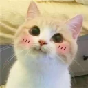 😊-Meow (==) (@StellarCats_Meow), Telegram Sticker