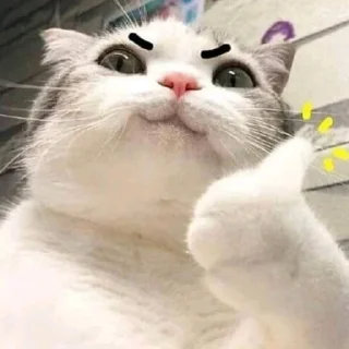 👍-Meow (==) (@StellarCats_Meow), Telegram Sticker