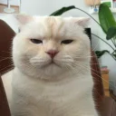 😑-Meow (==) (@StellarCats_Meow), Telegram Sticker