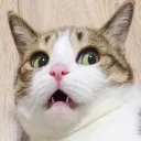 😦-Meow (==) (@StellarCats_Meow), Telegram Sticker