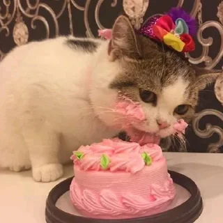 🎂-Meow (==) (@StellarCats_Meow), Telegram Sticker