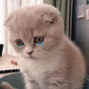 😢-Meow (==) (@StellarCats_Meow), Telegram Sticker