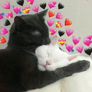 💞-Meow (==) (@StellarCats_Meow), Telegram Sticker