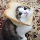 🍞-Meow (==) (@StellarCats_Meow), Telegram Sticker