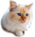 😆-noanoa, Telegram Sticker