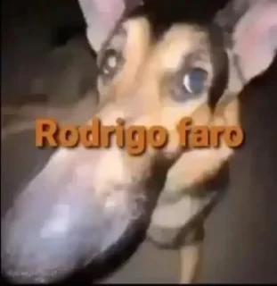 🐽-🅵üńđø Đø 🅿øçø, Telegram Sticker