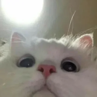 👀-🅵üńđø Đø 🅿øçø, Telegram Sticker