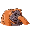 🤨-Orangoutang, Telegram Sticker