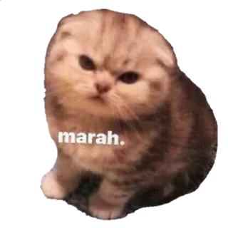 😡-Pentol Befz, Telegram Sticker