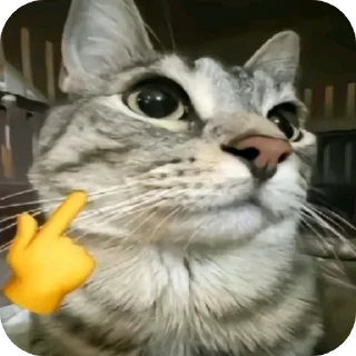 🐱-Sharfff  @Ctikerubot, Telegram Sticker
