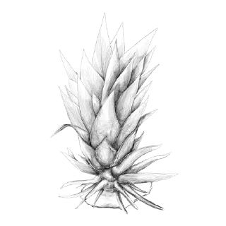🙂-Procreate_davinci, Telegram Sticker