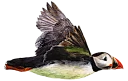 🐧-PuffinRock, Telegram Sticker