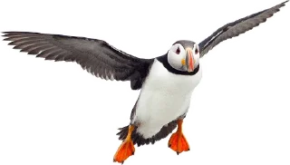 🐧-PuffinRock, Telegram Sticker