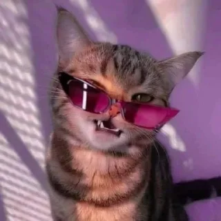 😎-Cats by @stkckers @Unfunnyhooman, Telegram Sticker