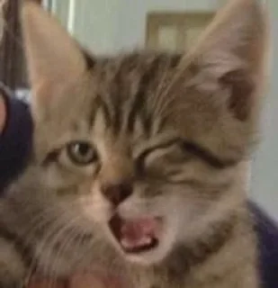 😉-Cats by @stkckers @Unfunnyhooman, Telegram Sticker