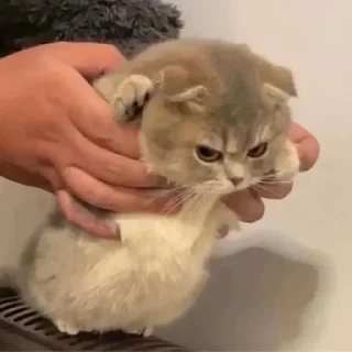 😡-Cats by @stkckers @Unfunnyhooman, Telegram Sticker