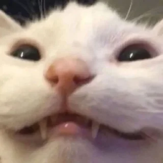 😮‍💨-Cats by @stkckers @Unfunnyhooman, Telegram Sticker