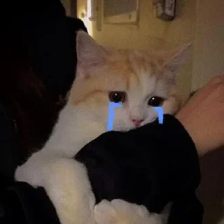 😩-Cats by @stkckers @Unfunnyhooman, Telegram Sticker