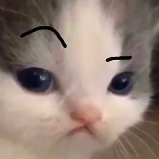 🤨-Cats by @stkckers @Unfunnyhooman, Telegram Sticker
