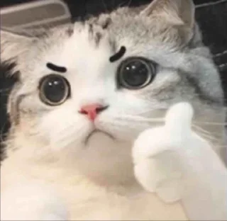 👍-Cats by @stkckers @Unfunnyhooman, Telegram Sticker