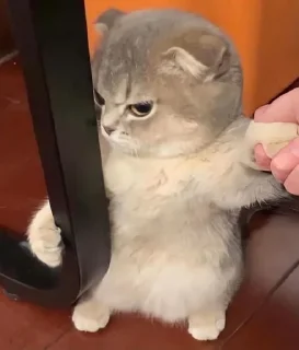 😡-Cats by @stkckers @Unfunnyhooman, Telegram Sticker