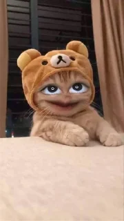 😃-Cats by @stkckers @Unfunnyhooman, Telegram Sticker