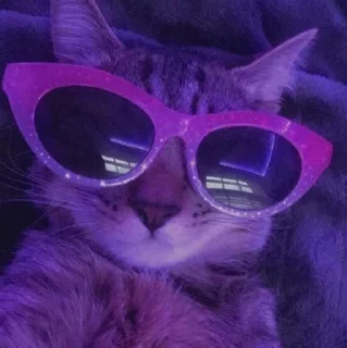 😎-Cats by @stkckers @Unfunnyhooman, Telegram Sticker