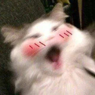 🥰-Cats by @stkckers @Unfunnyhooman, Telegram Sticker