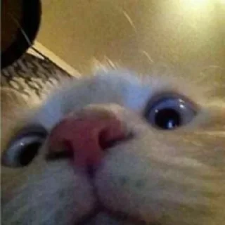 😳-Cats by @stkckers @Unfunnyhooman, Telegram Sticker