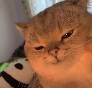 😏-Cats by @stkckers @Unfunnyhooman, Telegram Sticker