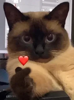 ❤-Cats by @stkckers @Unfunnyhooman, Telegram Sticker