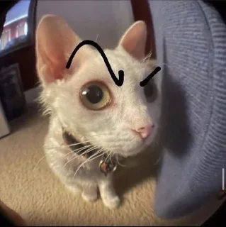 🤨-Cats by @stkckers @Unfunnyhooman, Telegram Sticker